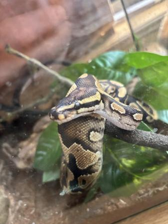 Image 4 of Young royal python for sale