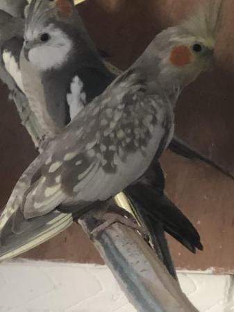 Image 4 of Cockatiels for sales 12-18 month old