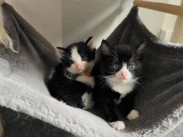Image 3 of Last black and white boy and girl kittens for sale