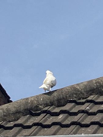 Image 3 of doves, white fantail doves