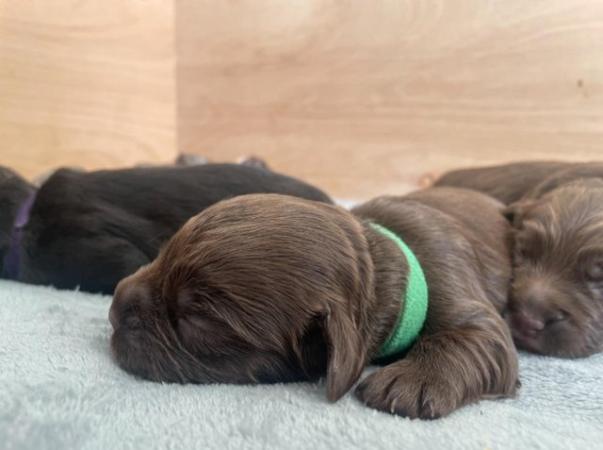 Image 11 of NEW LITTER - COCKER SPANIEL PUPPIES