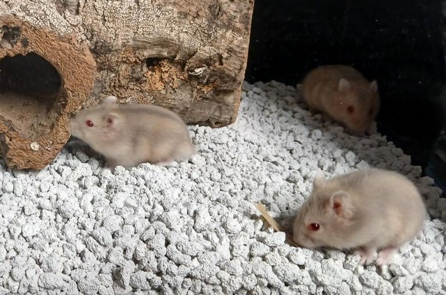 Image 27 of Baby Campbell's Hamsters