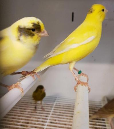 Image 2 of X Young Finchs, Budgies, Canaries X