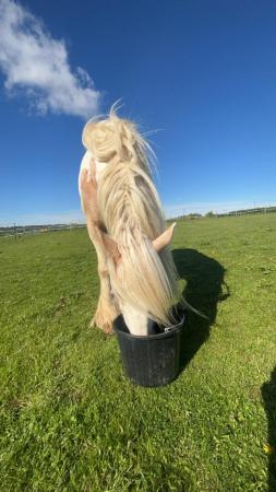 Image 1 of Beautiful 9yr old cob share!
