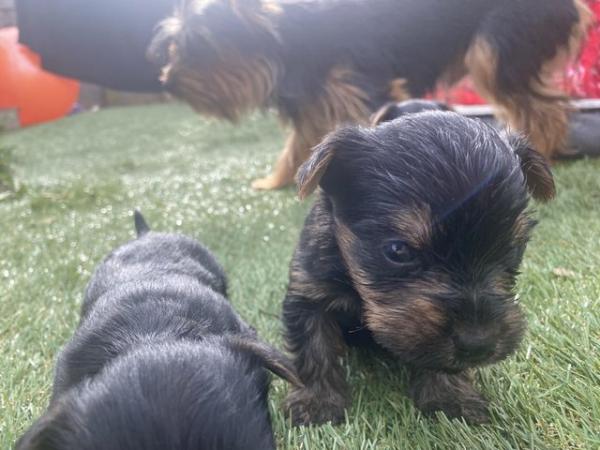 Image 19 of Yorkshire terrier puppies