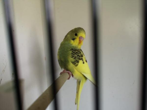 Image 4 of Gorgeous Baby budgie …………….