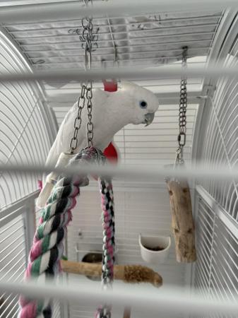 Image 2 of Male cockatoo 5 years old for sale