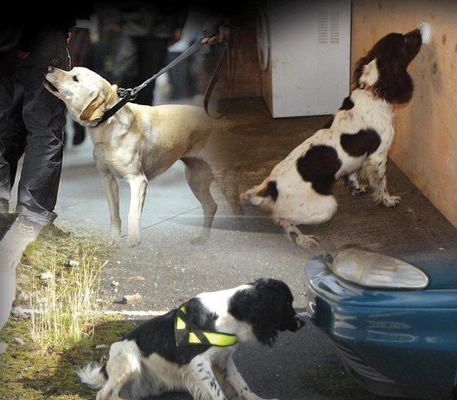 Preview of the first image of *WANTED* POTENTIAL SEARCH DOGS.