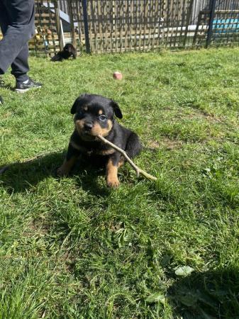Image 3 of Gorgeous KC registered Rottweiler puppies ready now