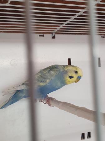 Image 6 of I have 4 pair of breeding Budgies.  Good healthy birds