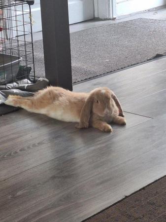 Image 1 of 9 Month old baby Orange French Lop