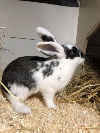Image 7 of 3X Dwarf Lop 2 boy & 1 girl (black) available