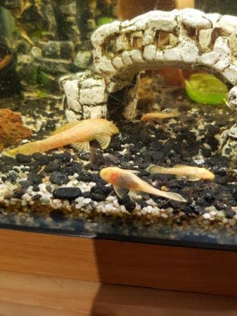 Image 1 of Plecos ready for homes albino and black and white dots