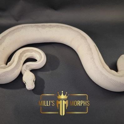 Preview of the first image of S-Pastel Leopard Lesser Yellow Belly Fire het Clown.