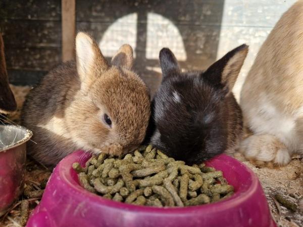 Image 3 of Netherland dwarf x lop bunnies