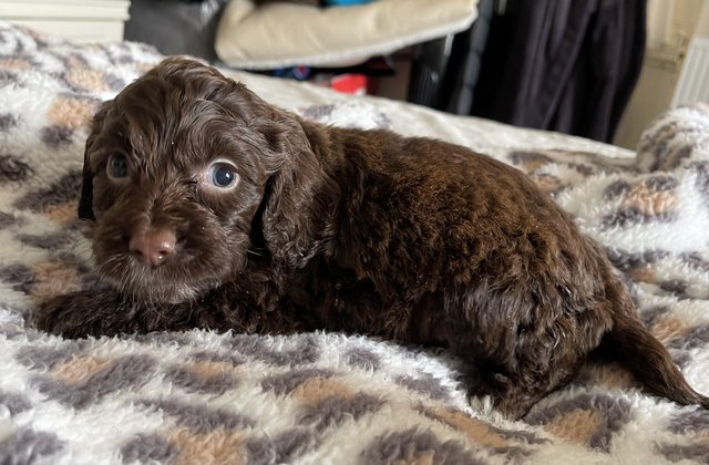 Preview of the first image of Gorgeous cockapoo puppies.