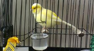 Image 3 of ****Border canary pairs for sale