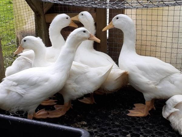 Image 1 of Aylesbury / Campbell Cross Large white Ducks from £37
