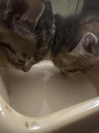 Image 2 of male and female tabby kittens for sale