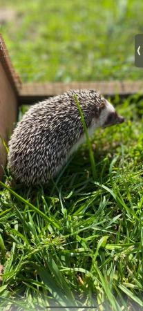 Image 4 of 2 year old African Pygmy hedgehog