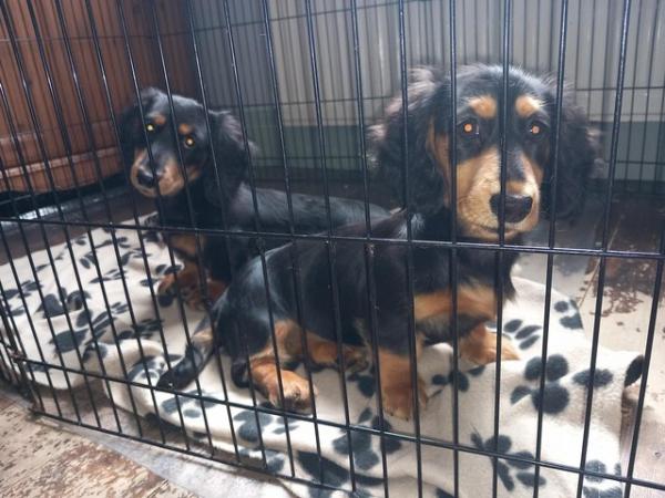 Image 1 of Long haired miniture dachshund pups.