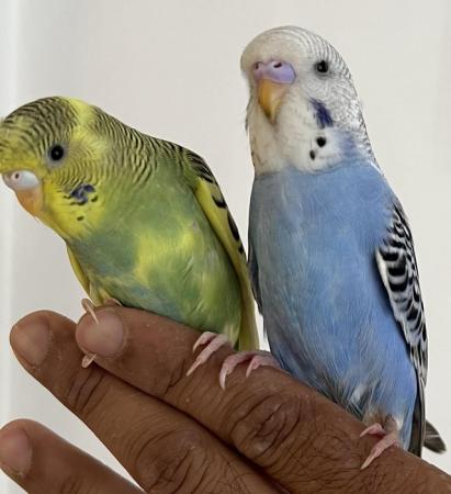 Image 7 of Hand Tame Baby Budgie Parakeets