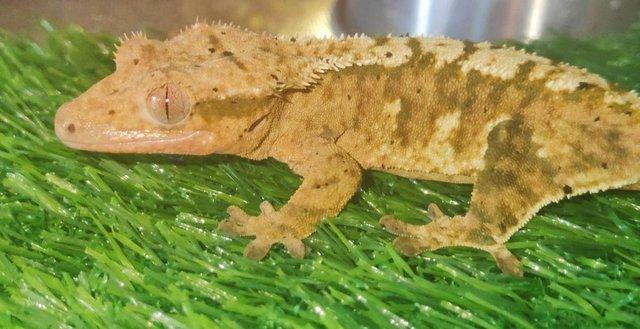 Image 1 of Cb23 Crested Geckos & Chameleon Geckos For Sale
