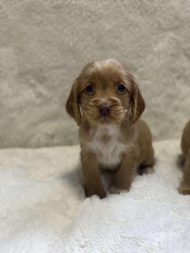 Preview of the first image of Chocolate and gold cocker spaniel puppies.