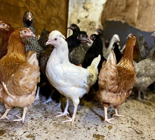 Image 1 of Hybrid Point Of Lay chickens for sale