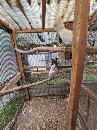 Image 2 of Ducorps's cockatoos pair for sale