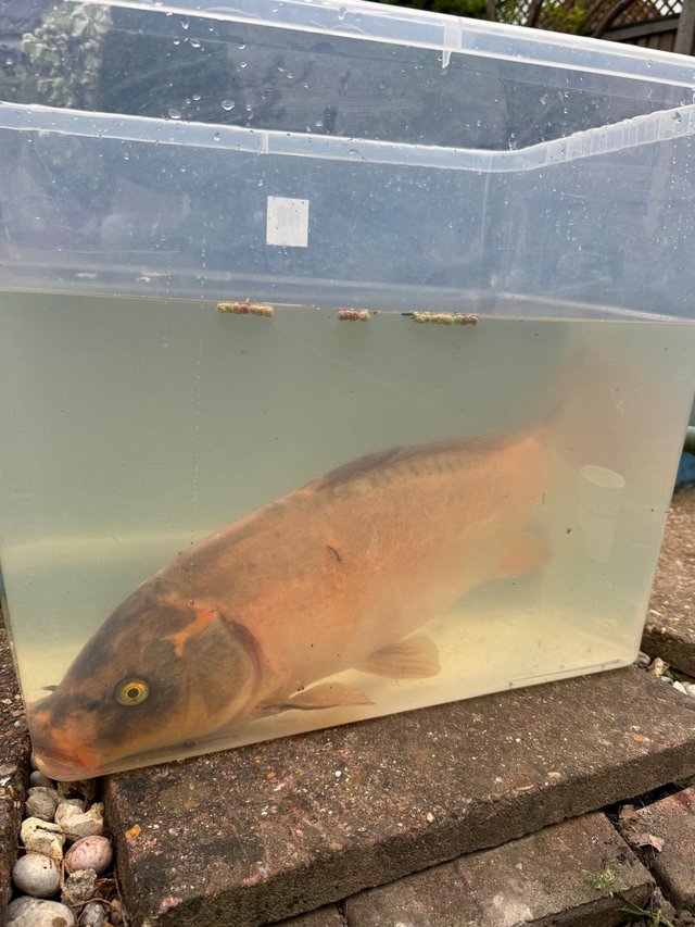 Koi fish 27” dotiosu ? Needing new home — photo 4 of 4