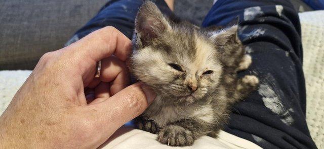 Image 6 of British Shorthair Kittens 9 weeks old