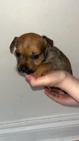 Image 5 of Jack Russell puppies for sale (only 4 boys left)