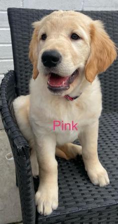 Image 4 of *READY NOW!! 2 Girls left! Gorgeous Golden Retriever Puppies