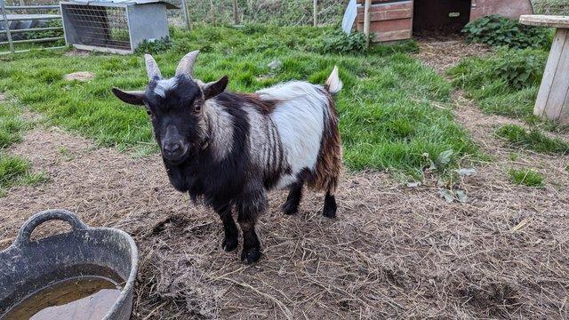 Image 2 of Pygmy goat billy 'Gunnar'