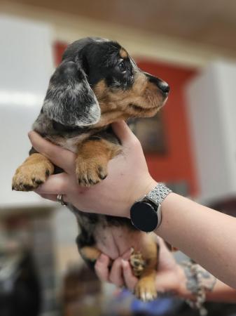 Image 4 of Stunning litter of 5 dachshund puppies ready 16.04.24