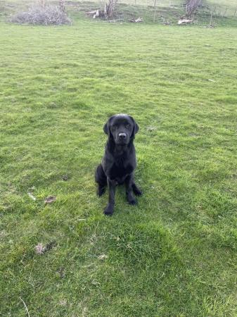 Image 2 of Part trained pet male 2 years 6 month old stunning dog