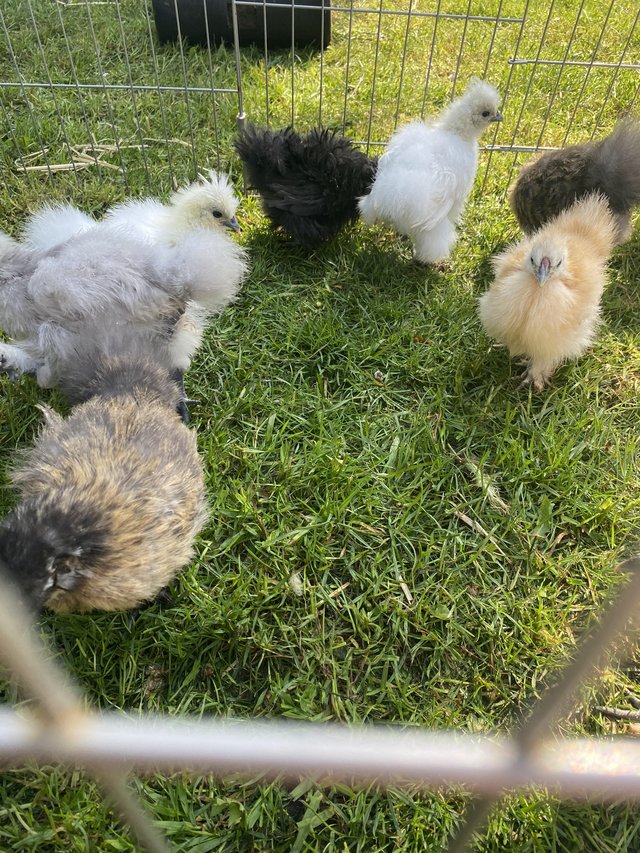 Preview of the first image of Pure breed Silkie chicks USA and miniature.