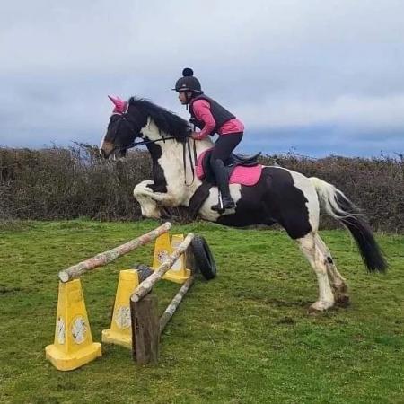 Image 1 of Teddy 15.2hh cob gelding for part loan/share in Arborfield,