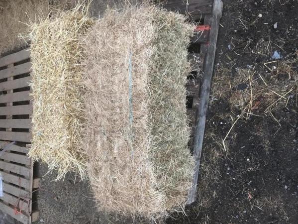 Image 2 of Hay for Rabbits, Guinea Pigs, chickens