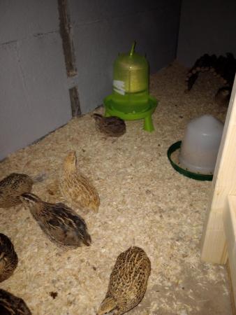 Image 2 of Male coturnix quail available free