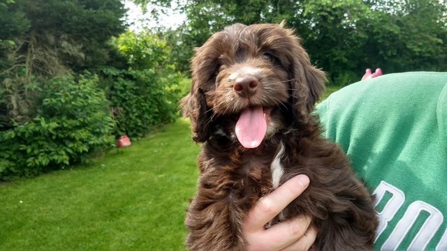 Image 1 of COCKAPOO PUPPIES TOP QUALITY.