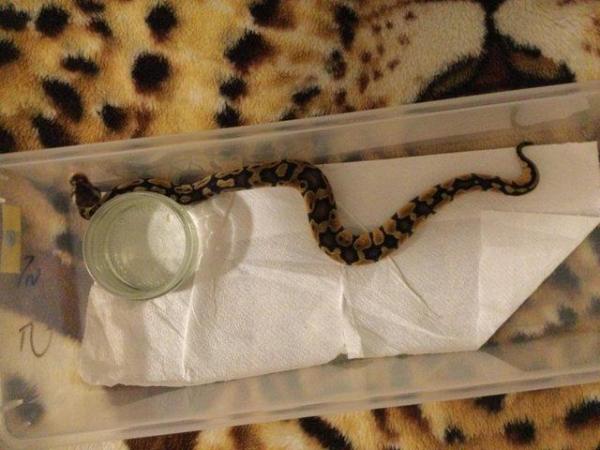 Image 2 of Pastel Mojave het ghost baby ball python