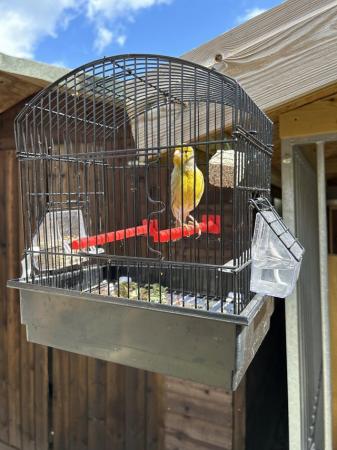 Image 1 of Fife Canary male for sale
