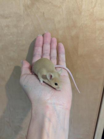 Image 5 of 6 Week old tame Mice. Pets or breeding