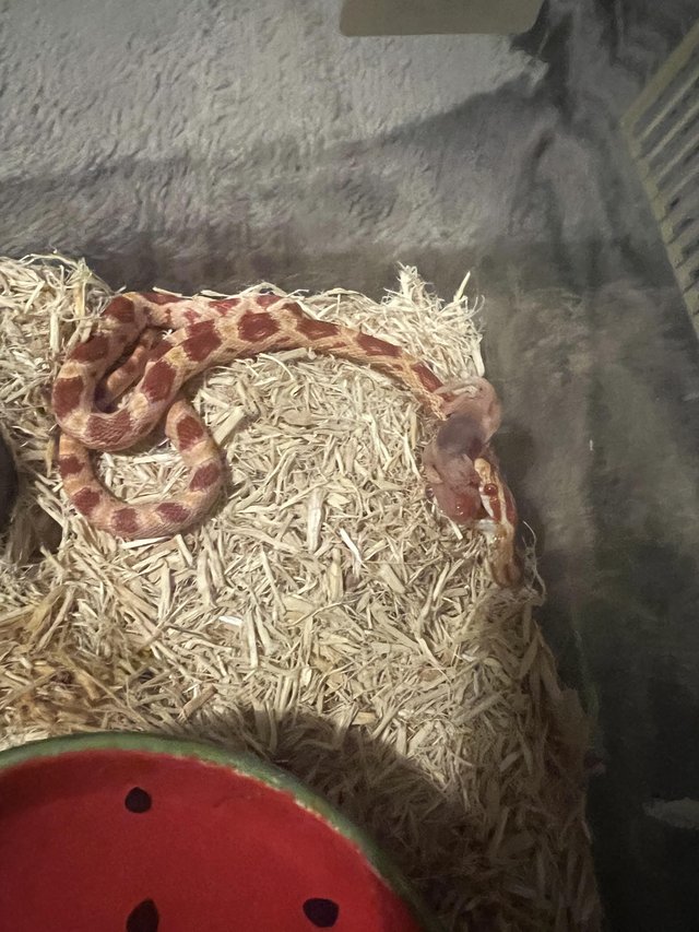 Preview of the first image of Baby caramel corn snake.