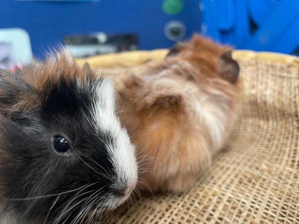 Image 5 of Pure Abyssinian Guinea Pig Pups For Rehoming