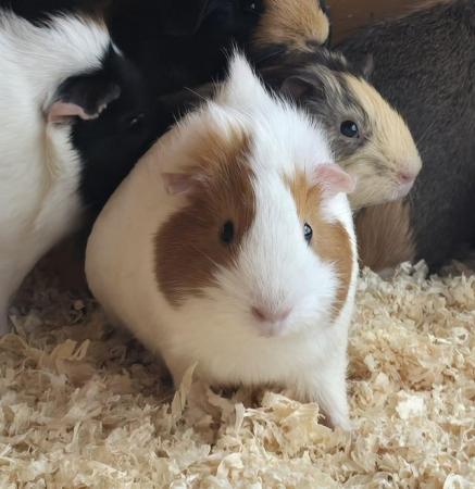 Image 4 of 7 Guinea Pigs For Sale to a lovin home 1 Male 6 Females