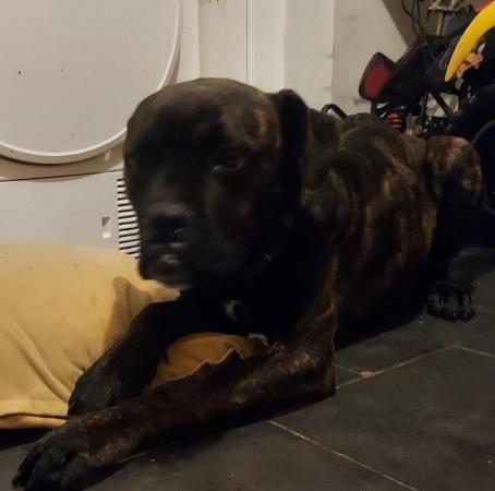 Image 4 of Male cane corso cross. Rehoming fee wanted