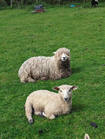 Image 1 of 2x Pedigree reg Devon & Cornwall ewes with lambs at foot